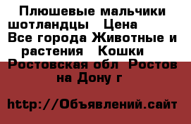 Плюшевые мальчики шотландцы › Цена ­ 500 - Все города Животные и растения » Кошки   . Ростовская обл.,Ростов-на-Дону г.